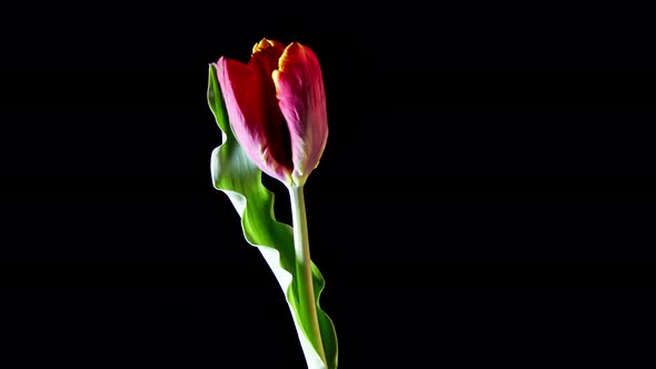 Red Tulip Flower On Black Background