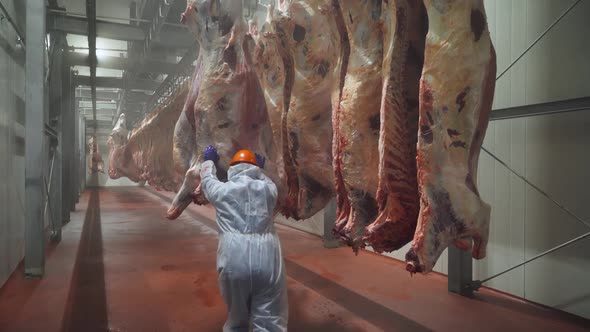 Meat Processing Plant Worker Moves a Suspended Beefs Carcass to a Warehouse Back View Work in the alt