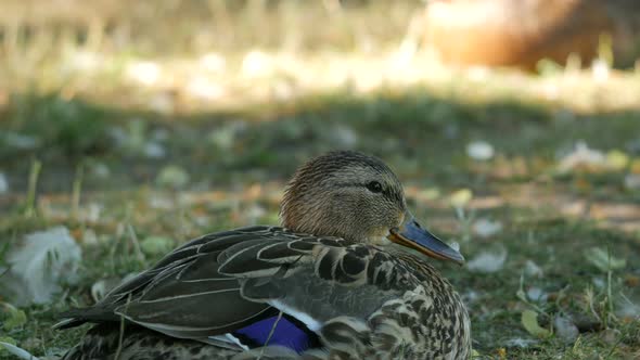 Duck lying on grass