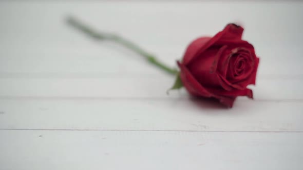 Dolly shot red rose on the table and petals are falling on white wood table.