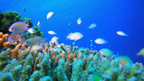 Underwater Tropical Fish alt