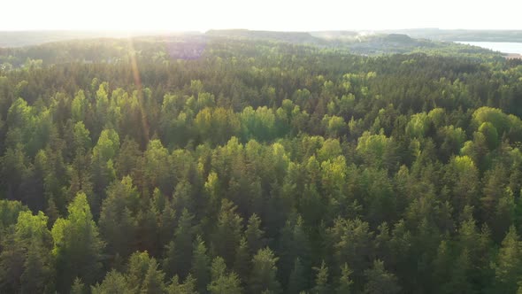 Flight over evergreen forest in a summer sunny day