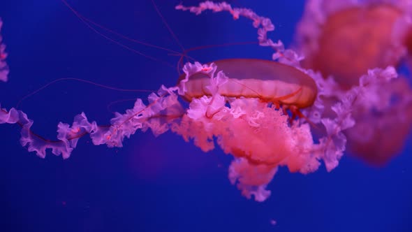 Glowing Jellyfish Swimming in Aquarium alt