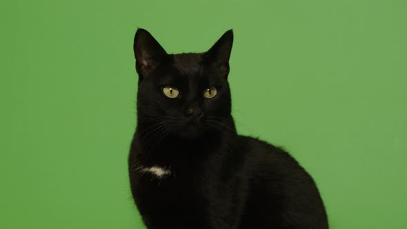 Black cat on the green screen 