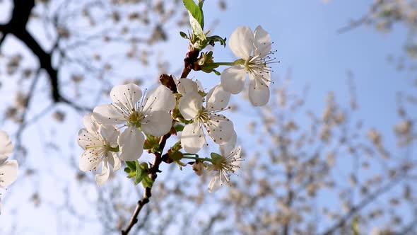 White pink cherry blossom flowers closeup sunset