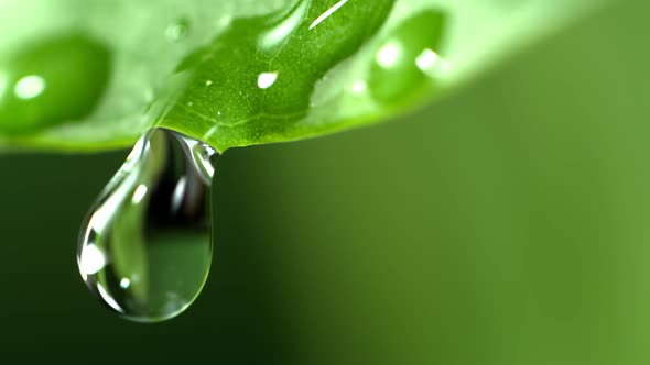 Super Slow Motion Shot of Water Droplet Falling From Fresh green Leaf at 1000 fps. alt