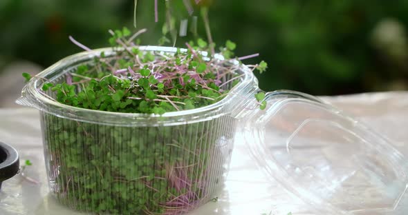 The Collecting and Packing the Sprouts of Microgreens Vertical Farming Microgreens Harvest alt