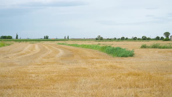 Wheat Field Cut with Green Grass alt