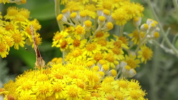 Butterfly Named Vanessa Cardui On Yellow Flowers  alt