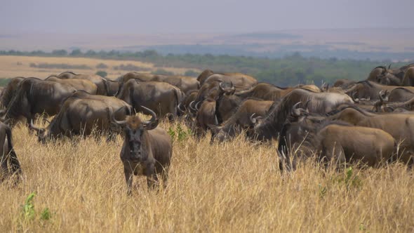 Gnus on African plains alt