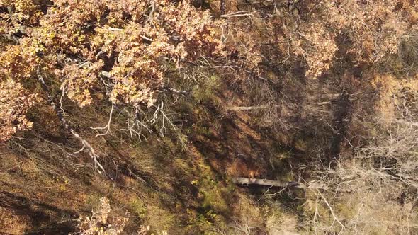 Vertical Video of Forest Landscape in Autumn Slow Motion alt