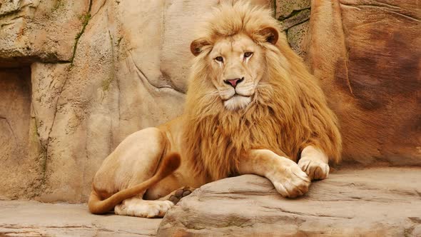 Leo Wanted To Eat A Cameraman But Changed His Mind