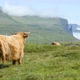 Stunning View of Foggy Trollkonufingur Witches Finger with a Mountain Cow - VideoHive Item for Sale