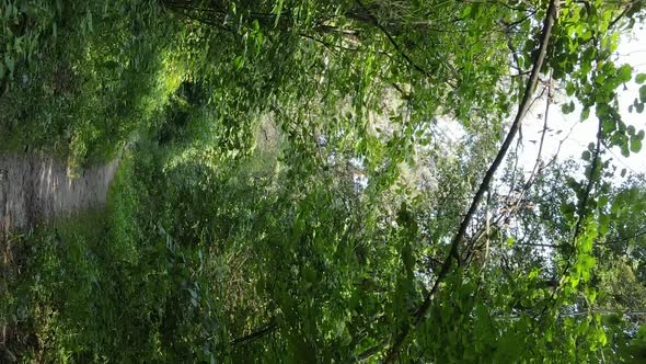 Vertical Video of Green Forest By Day alt