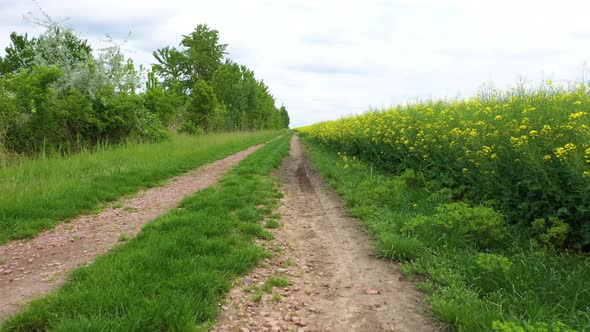 Country road at spring