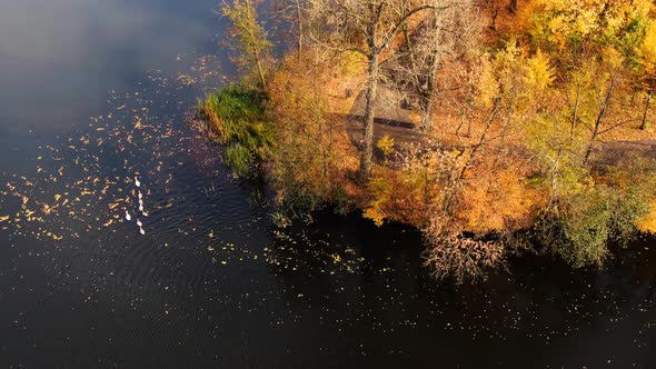 Swans on a large lake with wild. Aerial top down view of autumn forest with green and yellow trees. alt
