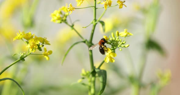 Big Bumble Bee Pollinating Yellow Wildflowers At Summertime. - Selective Focus Shot alt