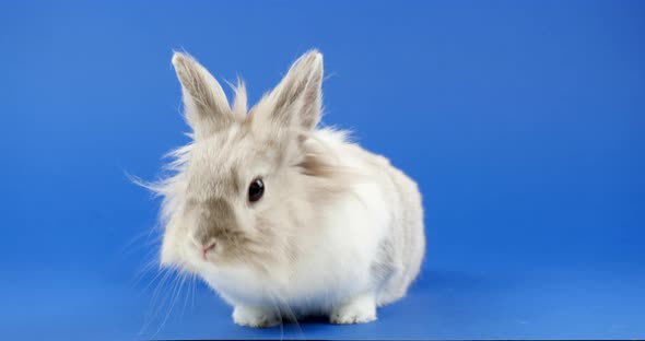Decorative Domestic Rabbit Sits in Basket on a Blue Background. Adorable Little Bunny Looks Around.  alt