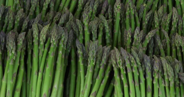 Asparagus,also known as  garden asparagus A bundle of cultivated asparagus alt