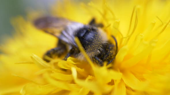 Honeybee Feeding Nectar And Pollen Of Dandelion Flower. - close up alt