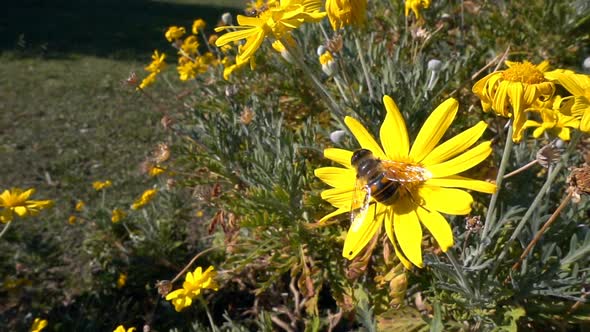 Yellow Flowers And Bee 2