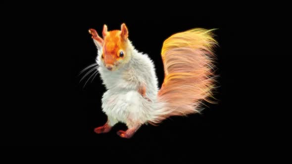 80 Squirrel Samba Dancing HD alt