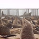 Amazing colony of seals on the beach of Cape Cross, seals all over the beach, 4k - VideoHive Item for Sale