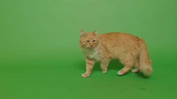 Cat Walking on a Green Screen