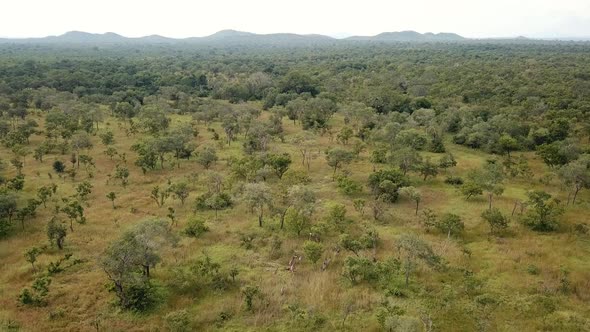 Aerial Shot of the Group of Giraffes Run Through the African Savannah and Feed on an Overcast Day. M alt