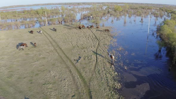 The Horse Herd Graze Along the Shore of the Lake. Wild Horses in Nature