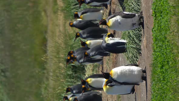 Vertical Video, King Penguin Colony, Animal in Wilderness of Conservation Area in Chile, Colonia Pin alt