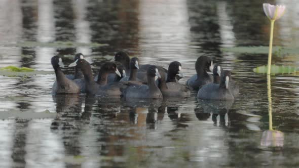 close shot of a flock of eurasian coots swimming on marlgu billabong alt
