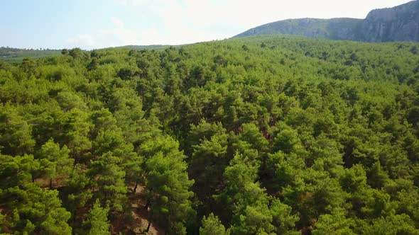 Pine Trees Forest National Park of Central Anatolia, Samsun, Turkey
