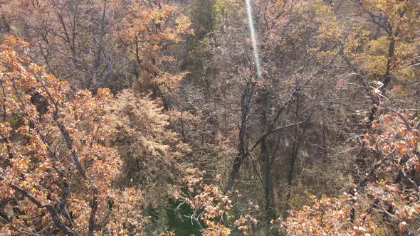 Beautiful Forest with Trees in an Autumn Day alt