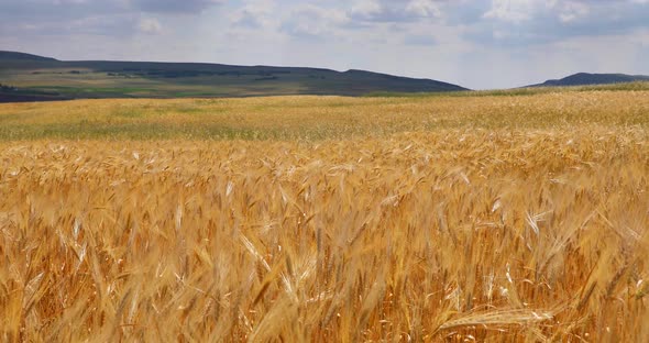 Fluttering wheat fields in summer in the mountains alt