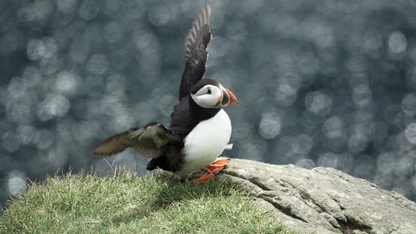 Puffin Over the Cliff Shaking Wings in Slow-mo
