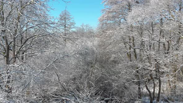 Beautiful Winter Forest