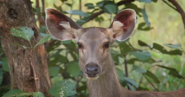 Beautiful Female Sambar (Rusa Unicolor) Deer Face in the Ranthambore National Park, Rajasthan, India alt