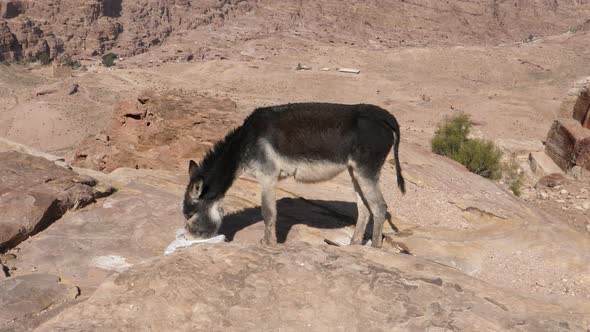 Donkey Eating From the Ground in Rocky Area of the Ancient City Petra Jordan alt