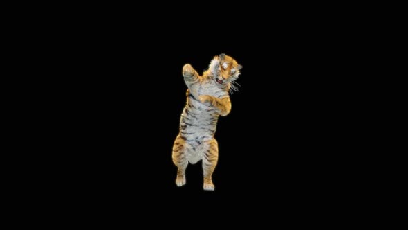 70 Tiger Dancing HD alt