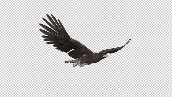 Eurasian White-tailed Eagle - Flying Loop - Front Angle View