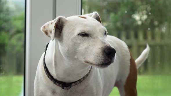 LOCKED OFF view of Jack Russell Cross standing up in the patio alt