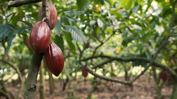 Organic  Cocoa Bean on Tree alt