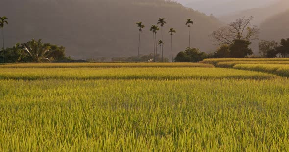 Rice field under sunlight flare alt
