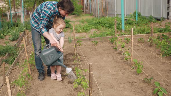 Father and Daughter Water Beds Tomatoes and Cucumbers Home Farm Seedlings in Open Ground