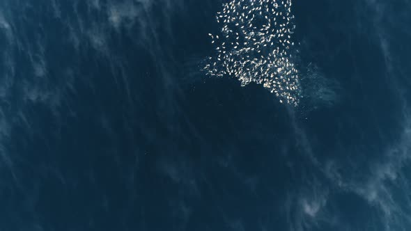 Amazing Aerial View of Wild Ducks Floating in Blue Sea on Unique Island