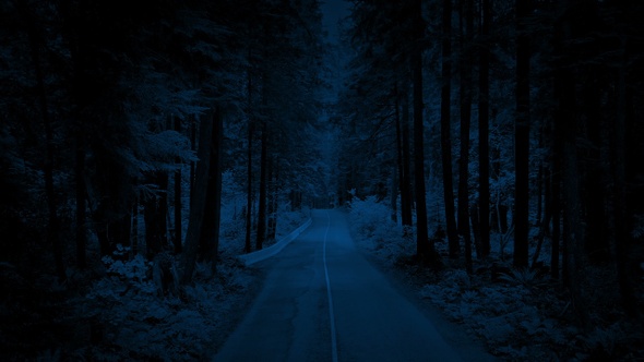 Aerial Along Forest Road In The Dark, Stock Footage | VideoHive