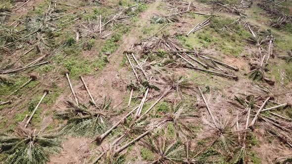 Oil palm cleared for replanting at Malaysia alt