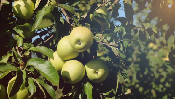 Green Apples of the Variety Simirenko Growing on a Tree