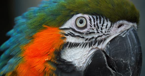 Macro Beautiful Macaw Parrot Bird Eye Close Up, Tropical Nature Color Wildlife